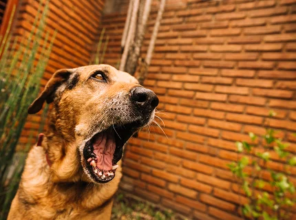 A tan dog yawning with its mouth wide open in front of a brick wall in a garden.